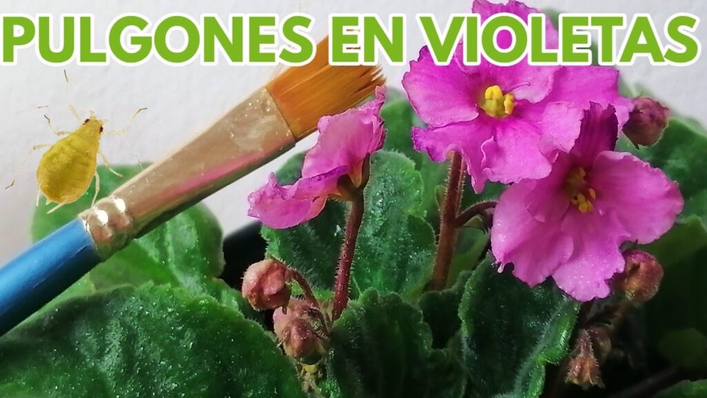Cómo eliminar pulgones de las violetas africanas