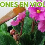 Cómo eliminar pulgones de las violetas africanas