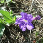 Cómo eliminar Ruellia invasiva del jardín de forma efectiva