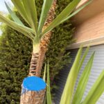 Cómo eliminar una planta de yuca de manera efectiva