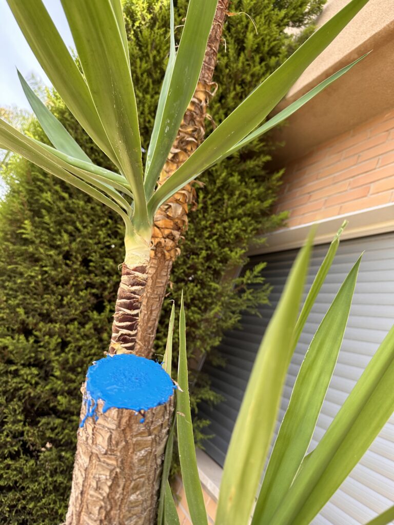 Cómo eliminar una planta de yuca de manera efectiva
