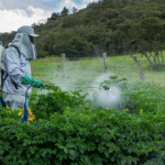 Cómo eliminar Yarrow con herbicida de forma efectiva