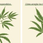 Cómo enderezar tallos doblados de plantas correctamente