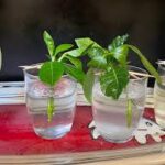 Cómo enraizar esquejes de gardenia de forma exitosa