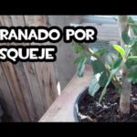 Cómo enraizar esquejes de granado de forma exitosa