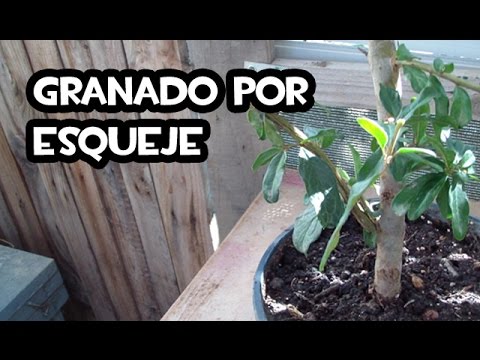 Cómo enraizar esquejes de granado de forma exitosa