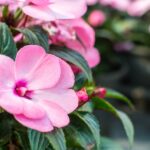 Cómo enraizar esquejes de Impatiens New Guinea con éxito