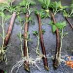 Cómo enraizar esquejes de saúco para reproducir plantas