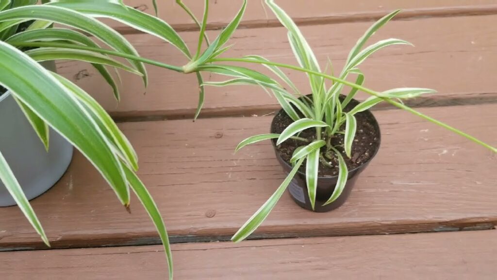 Cómo enraizar las crías de planta araña en casa