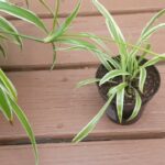 Cómo enraizar las crías de planta araña en casa