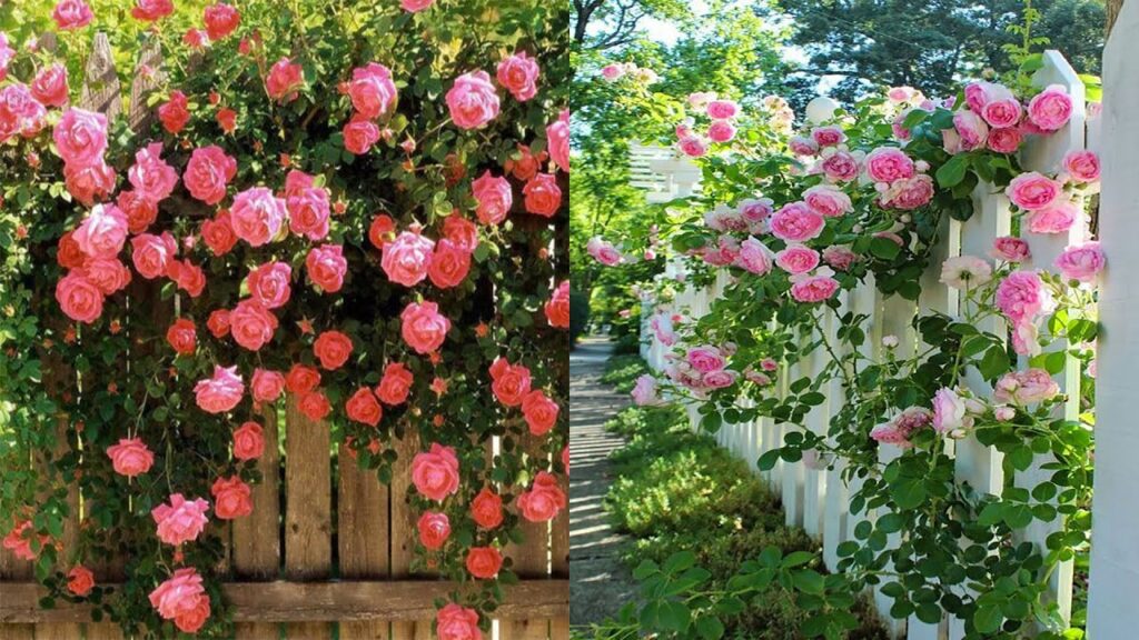 Cómo entrenar rosas enrejadas para cercas y mejores variedades