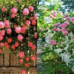 Cómo entrenar rosas enrejadas para cercas y mejores variedades