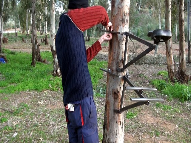 Cómo entrenar una clemátide para trepar por postes o árboles