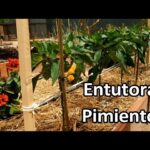 Cómo entutorar plantas de pimiento de forma eficaz