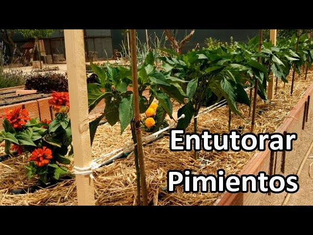 Cómo entutorar plantas de pimiento de forma eficaz