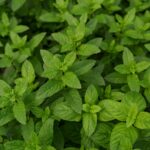Cómo erradicar la menta invasiva de forma efectiva
