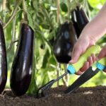 Cómo es el espaciado ideal para plantar berenjenas