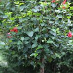 Cómo es recomendable podar los hibiscos perennes en otoño