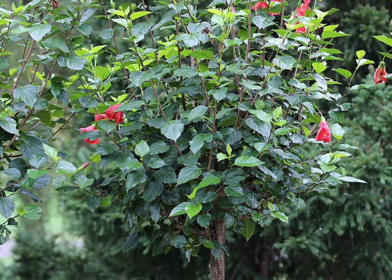 Cómo es recomendable podar los hibiscos perennes en otoño