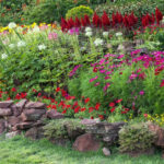 Cómo espaciar flores para un jardín sano y armonioso