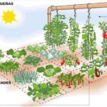 Cómo espaciar las plantas en el huerto correctamente