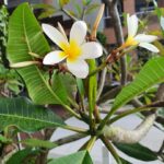 Cómo estimular el crecimiento de las ramas de las plumerias