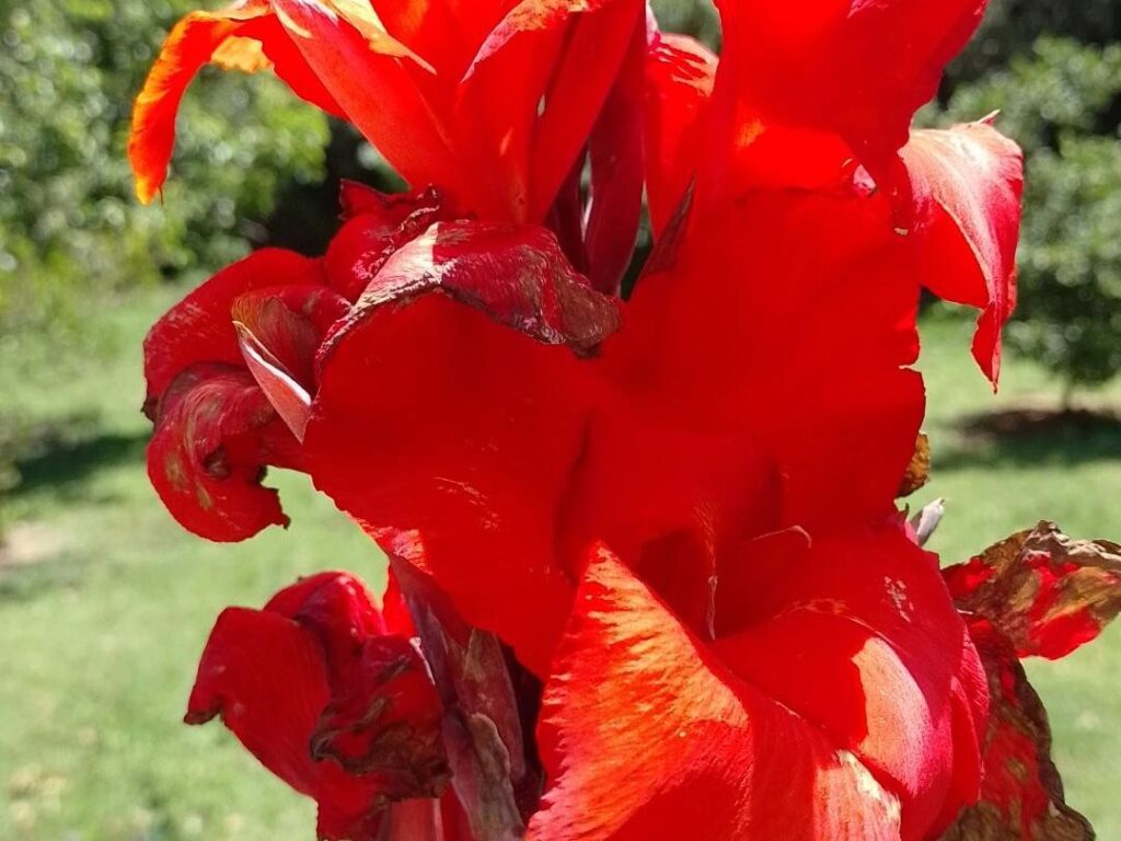 Cómo estimular la floración de las cannas si no producen flores