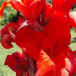 Cómo estimular la floración de las cannas si no producen flores