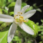 Cómo estimular la floración del limonero sin frutos