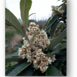 Cómo estimular la floración del níspero estéril