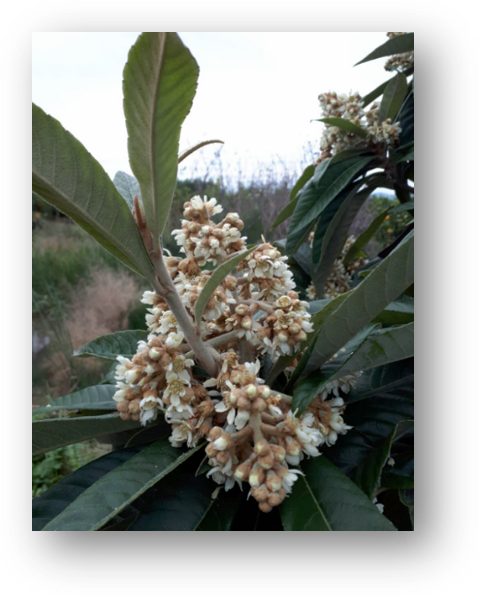 Cómo estimular la floración del níspero estéril