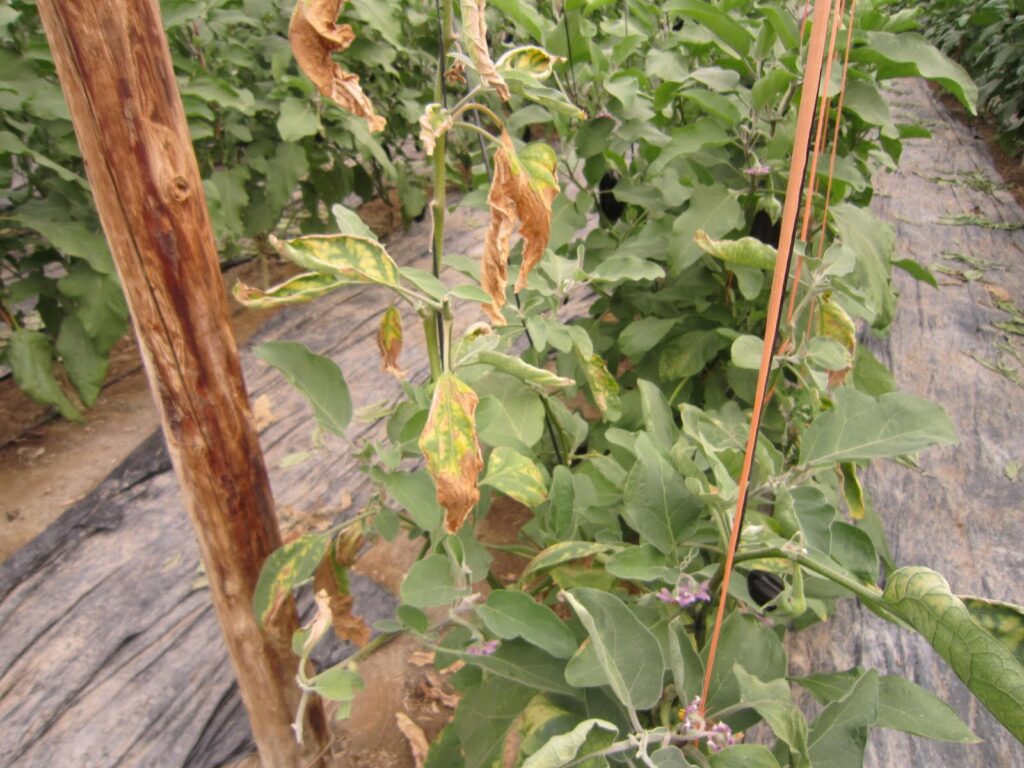 Cómo evitar el marchitamiento por Verticillium en berenjenas