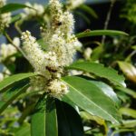 Cómo evitar el sobre riego del laurel en el jardín