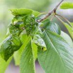 Cómo evitar hojas rizadas en las plantas de frambuesa
