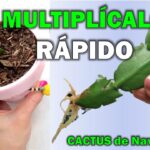 Cómo evitar la pudrición de raíces en un cactus de Navidad