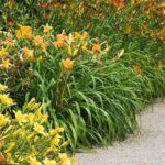 Cómo evitar los escapes de los Hemerocallis en el jardín