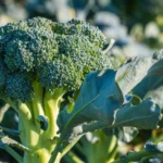 Cómo evitar que el brócoli florezca en clima cálido