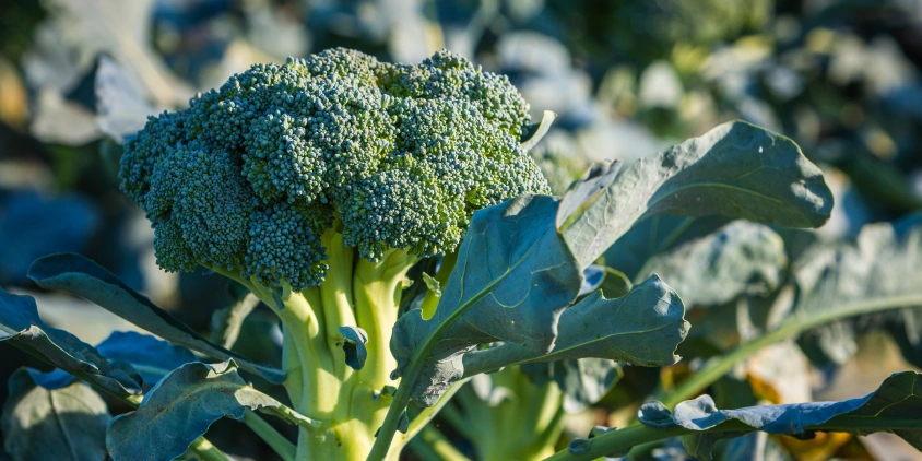 Cómo evitar que el brócoli florezca en clima cálido