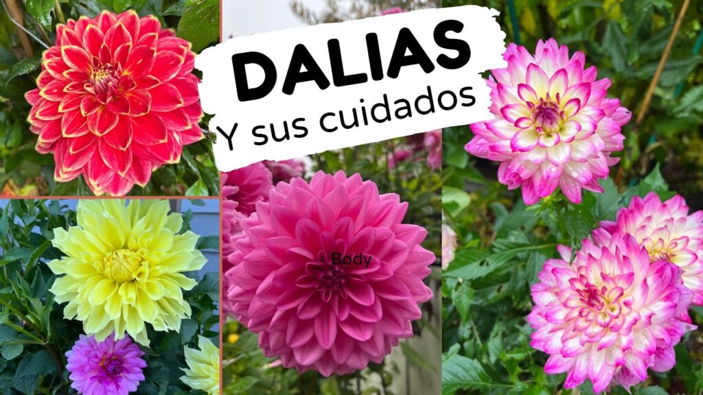 Cómo evitar que las dalias se inclinen en el jardín