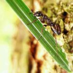 Cómo evitar que las hormigas crien áfidos en las plantas
