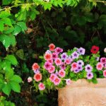 Cómo evitar que las petunias crezcan demasiado largas