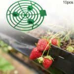 Cómo evitar que las sandías se pudran rápidamente