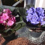 Cómo evitar que las violetas africanas crezcan altas y débiles