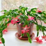 Cómo evitar que los capullos del cactus de Navidad se caigan