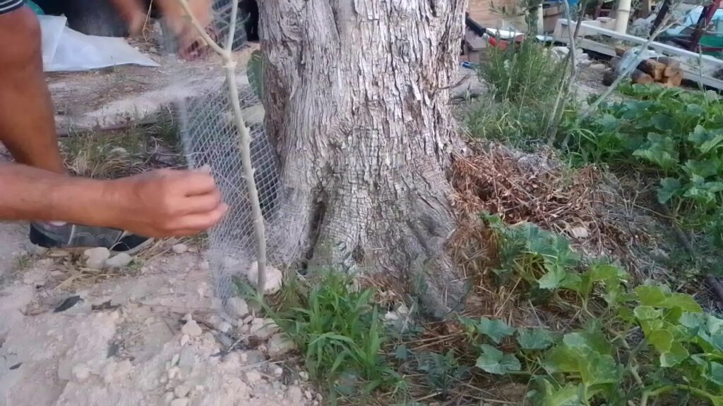 Cómo evitar que los conejos coman la corteza de los árboles