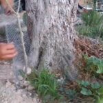 Cómo evitar que los conejos coman la corteza de los árboles