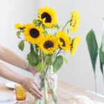 Cómo evitar que los girasoles se marchiten rápidamente