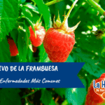 Cómo evitar que los gusanos dañen tus plantas de frambuesas