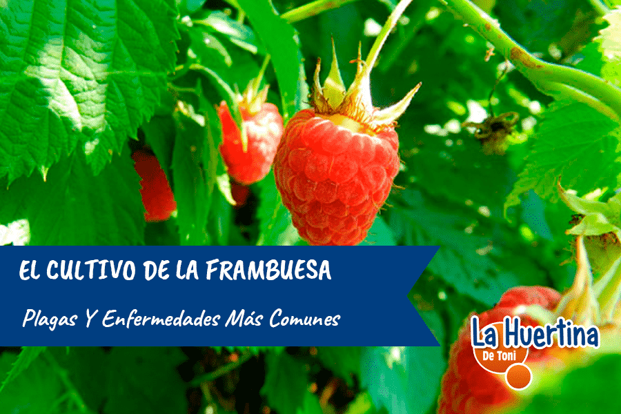 Cómo evitar que los gusanos dañen tus plantas de frambuesas