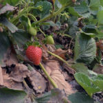Cómo evitar que los insectos dañen tus fresas